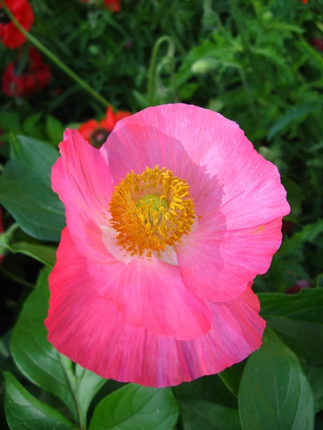 Image de la belle fleur rouge du coquelicot