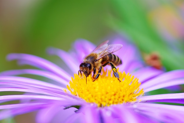 Image de la belle fleur violette et abeille