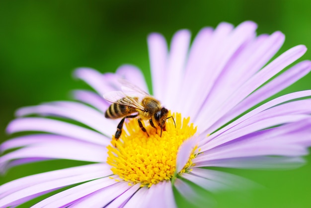 Image de belle fleur violette et abeille