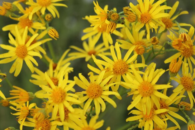 L'image des belles fleurs jaunes des prairies