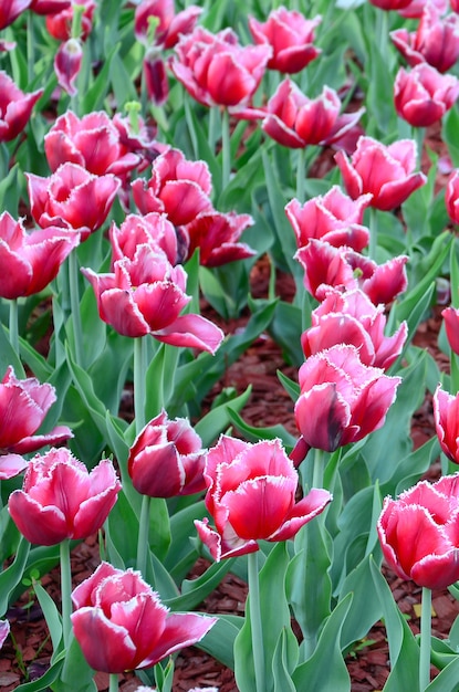 Image De Belles Tulipes Sur Peu Profonde Profondeur De Champ Se Bouchent