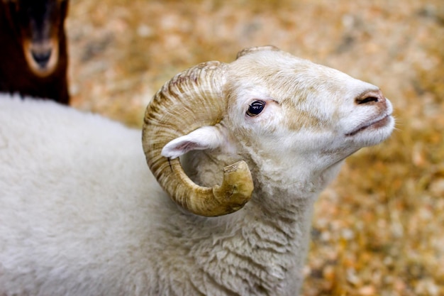 Image blanche d'un animal avec des cornes d'agneau