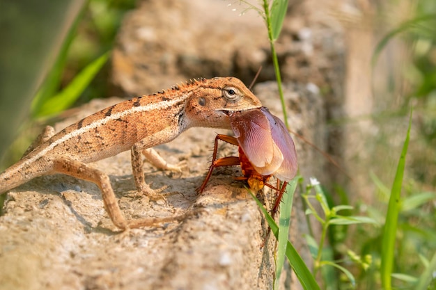 Image de caméléon mangeant un cafard sur fond de nature Reptile Animal