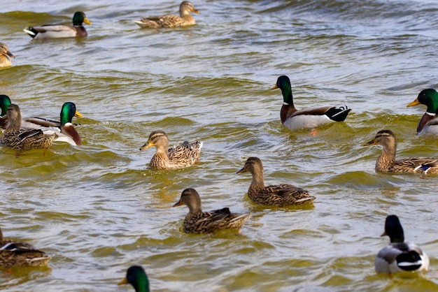 image d'un canard sauvage et de canards naviguant le long de la rivière