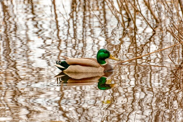 Image d'un canard sauvage dans une plaine inondable