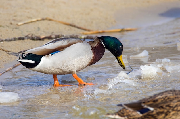 image d'un canard sauvage sur la rive du fleuve avec de la glace