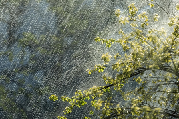 Une image captivante d'une pluie torrentielle de printemps montrant le pouvoir et la beauté de la fureur de la nature