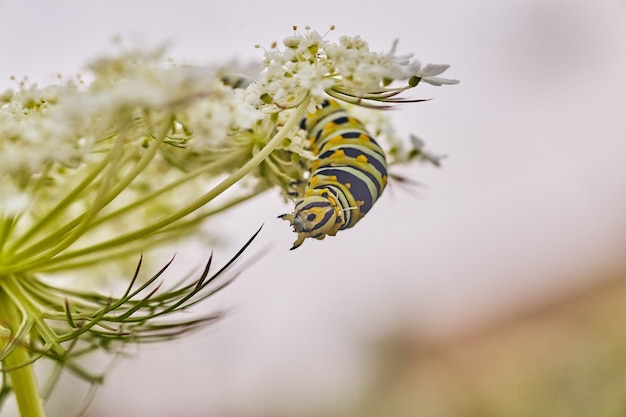 Image de Caterpillar suspendue à une fleur blanche avec des taches jaunes et noires