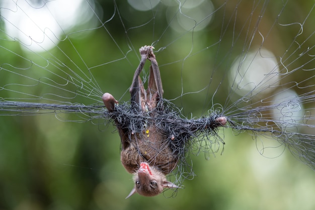 L&#39;image de la chauve-souris morte est attachée au filet