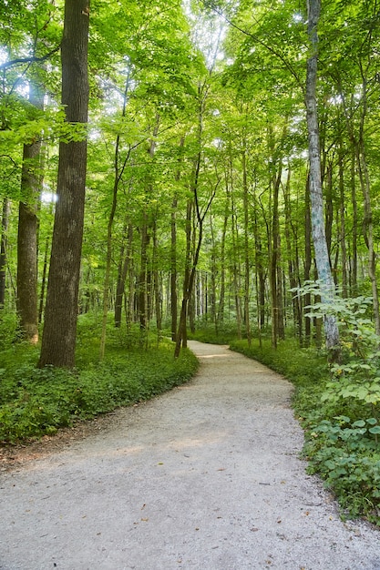 Image d'un chemin forestier simple mène à une zone boisée verte