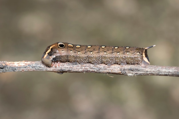 Image De Chenille Brune Sur Une Branche. Insecte. Ver Brun.