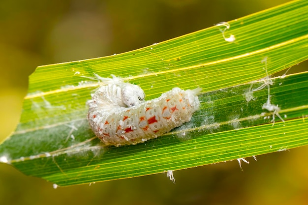 Image de chenille sur la feuille verte sur un fond naturel animal insecte