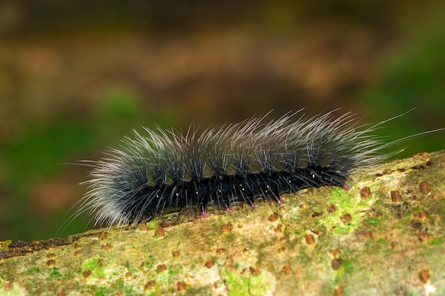 Image de la chenille noire (Eupterote tetacea) avec des cheveux blancs sur la branche. Insecte,. Animal.