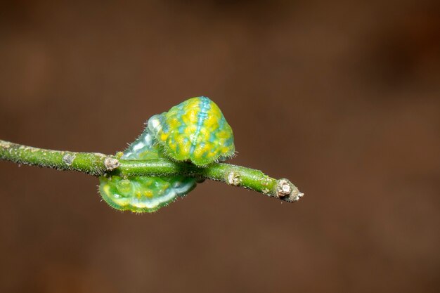 Image de la chenille verte sur la branche. Insecte. Animal.