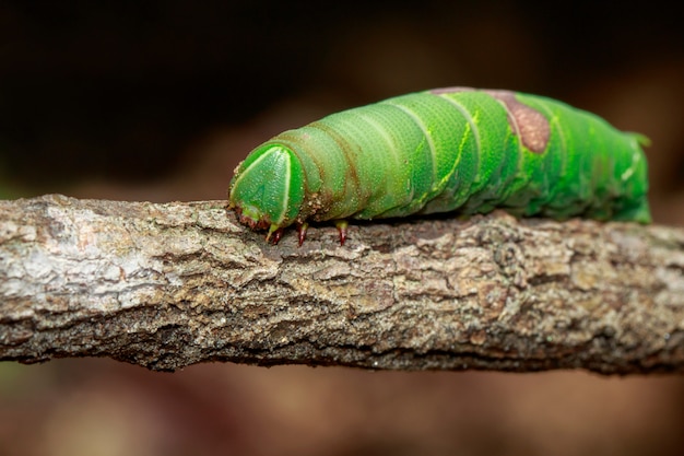 Image de chenille verte sur une branche. Insecte. Animal