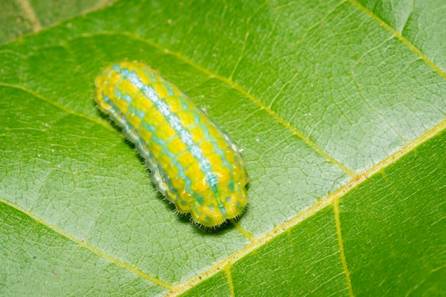 Image de chenille verte sur les feuilles vertes. Insecte. Animal