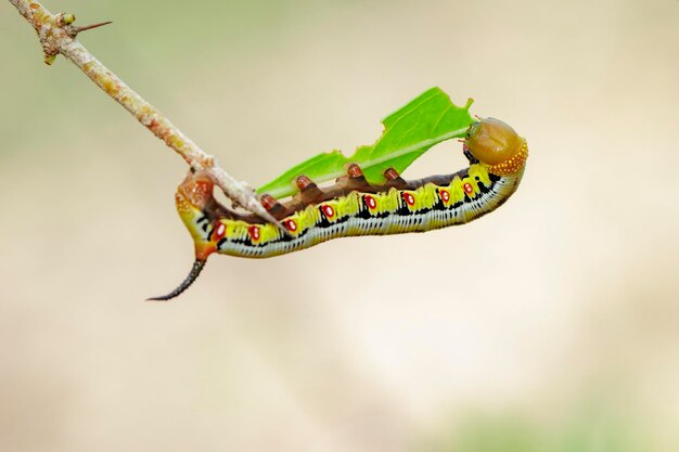 Image de chenilles de sphinx de l'abeille sur les branches sur un fond naturel animal insecte