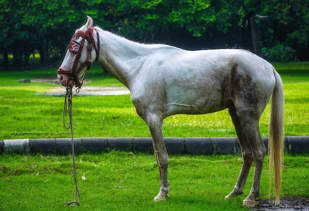 Image cheval dans le parc avec fond vert