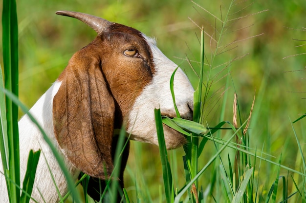 L'image de la chèvre mâche de l'herbe sur le pré vert