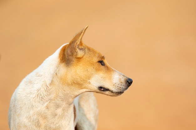 Image de chien rayé marron et blanc sur la nature.