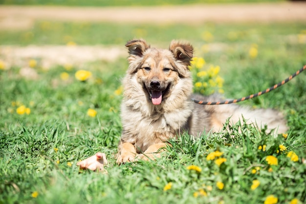 Image d'un chien roux avec la bouche ouverte, les yeux fermés, avec une laisse autour du cou, assis sur une pelouse verte avec des fleurs jaunes le jour d'été.