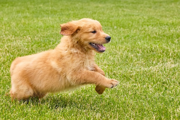 Image de chiot golden retriever excité et énergique qui traverse l'herbe