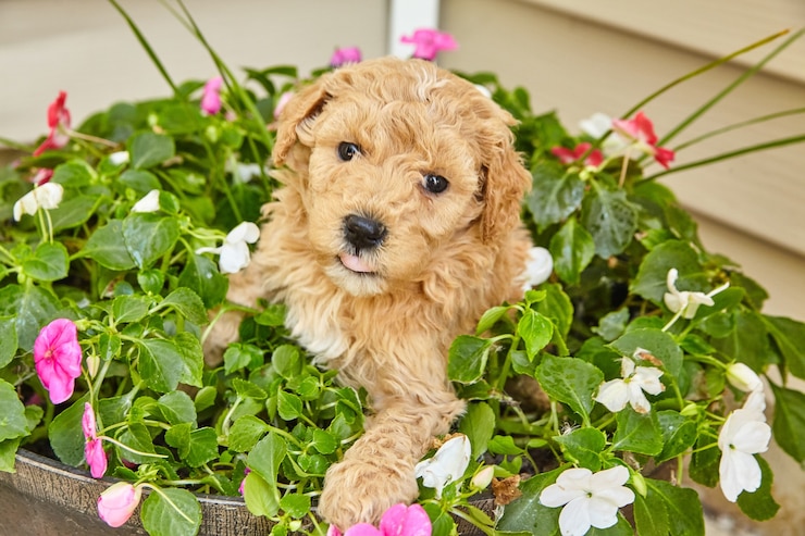 Photo image de chiot goldendoodle brun clair se reposant dans un semoir de fleurs de printemps