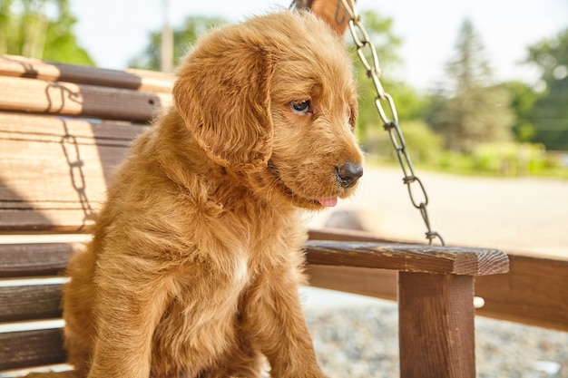 Image de chiot Labradoodle assis sur un banc oscillant