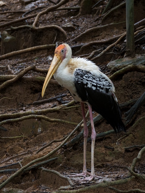 Image de cigogne peinte (Mycteria leucocephala) sur la nature. Animaux sauvages. Oiseau,