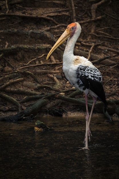 Image de cigogne peinte sur la nature. Animaux sauvages.