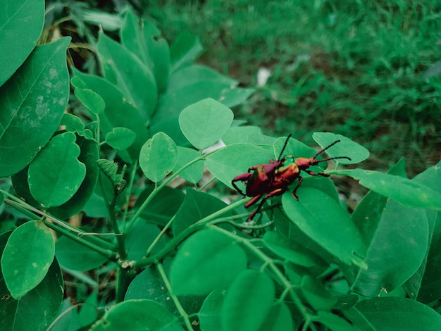 Image de coléoptère mâle et femelle sur une feuille verte animal insecte criquet