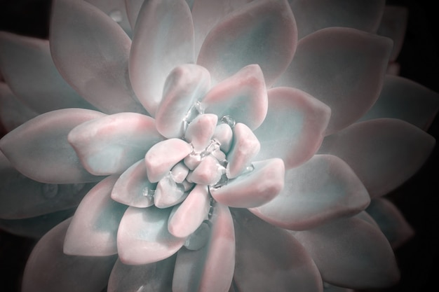 Image colorée lumineuse de la nature. Gros plan de la fleur d'Echeveria avec de belles gouttes d'eau