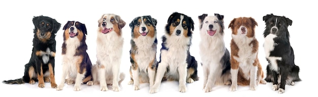 Image composite numérique d'un chien sur fond blanc