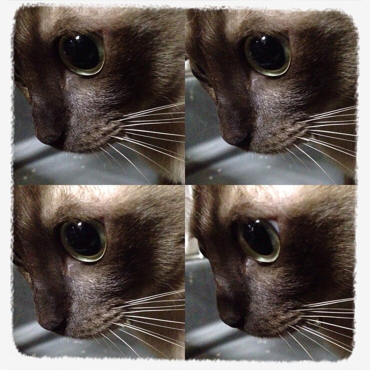 Photo image composite de la tête d'un chat