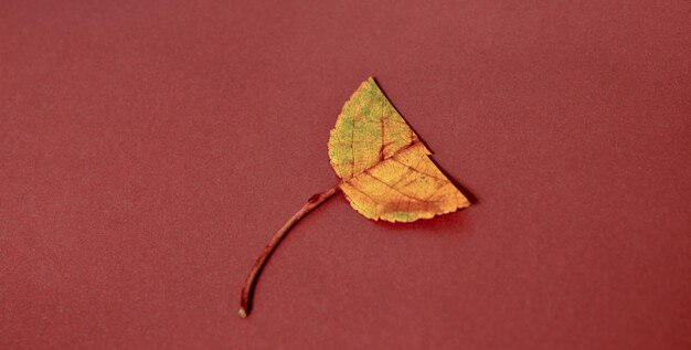 image d'un concept de chute des feuilles d'automne