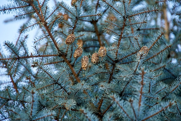 Image d'un cône sur les branches d'un épicéa bleu