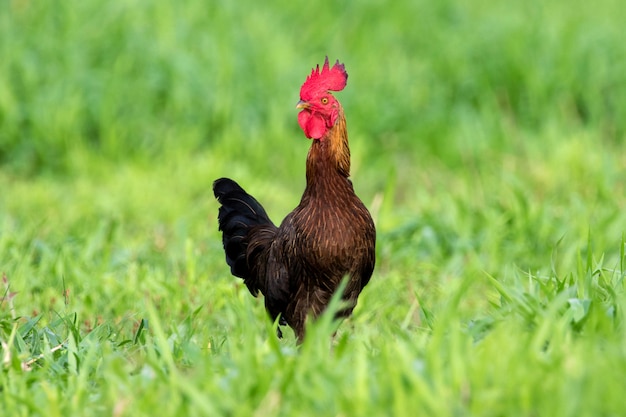 Image d'un coq dans un champ vert.