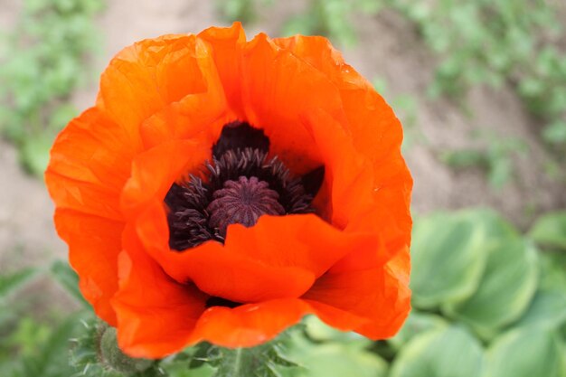 Image d'un coquelicot rouge