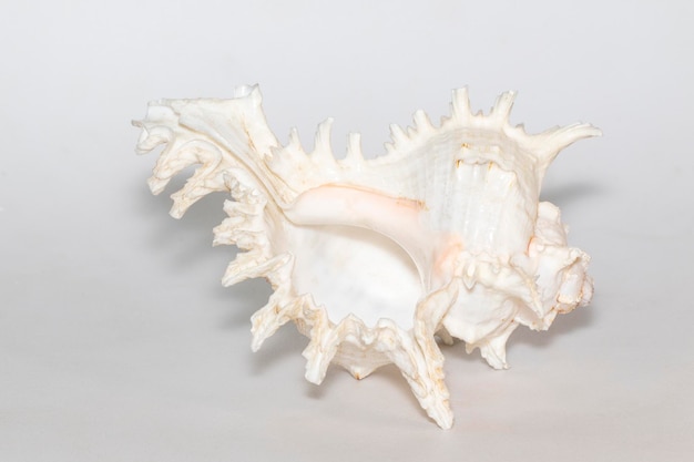 Images De Coquille De Conque Blanche Isolée Sur Fond Blanc Animaux  Sous-marins Coquillages