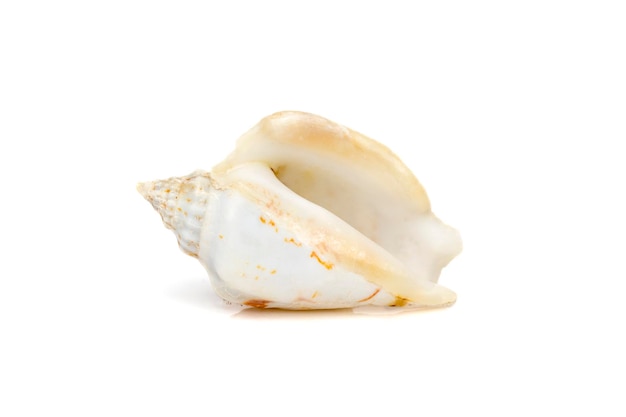 Image De Coquillages Conque à Bosse Gibberulus Gibbosus Sur Fond Blanc Animaux Sous-marins Coquillages