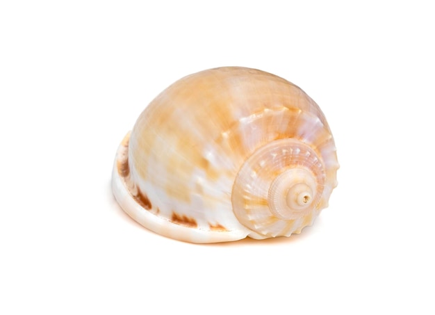 Image de la coquille de phalium glaucum nom commun le bonnet gris ou bonnet glaucus est une espèce.