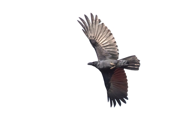 Image d'un corbeau battant des ailes isolé sur fond blanc. Des oiseaux. Animaux sauvages.