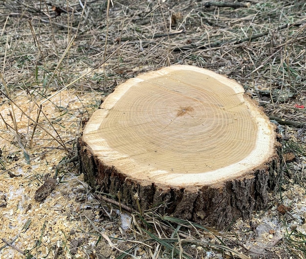 Image d'une coupe transversale d'un arbre avec des cernes annuels clairement visibles