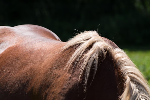 Photo image coupée d'un cheval sur le champ