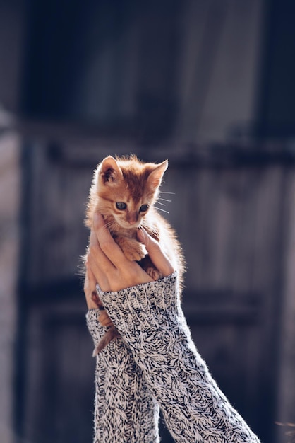 Image coupée d'une femme tenant un chaton