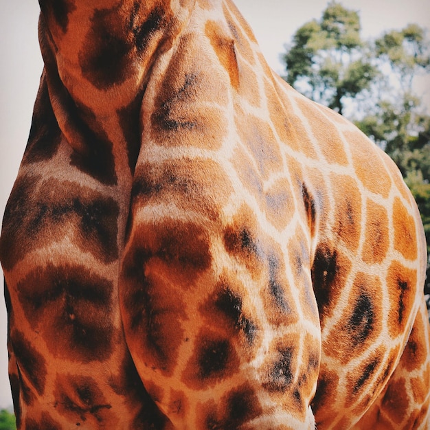 Une image coupée d'une girafe