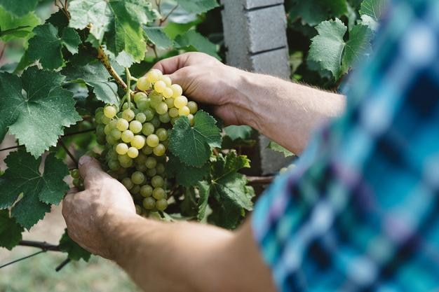 Image coupée d'un homme qui cueille des raisins dans la vigne
