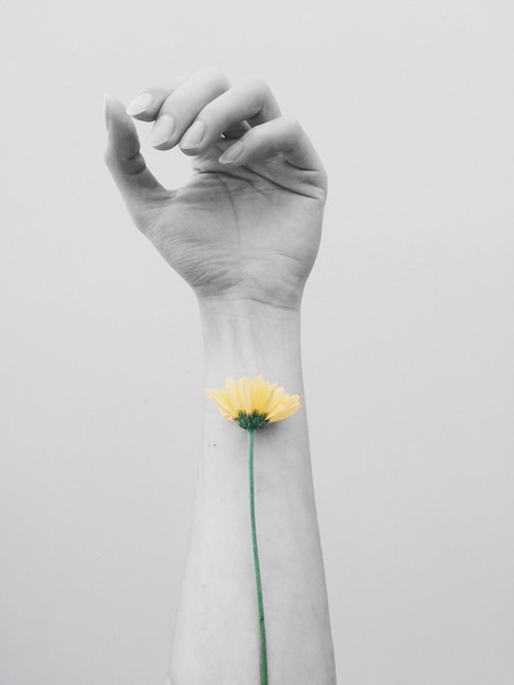 Image coupée d'une main avec une fleur sur un fond blanc