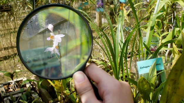 Photo image coupée d'une main regardant une fleur à travers une loupe