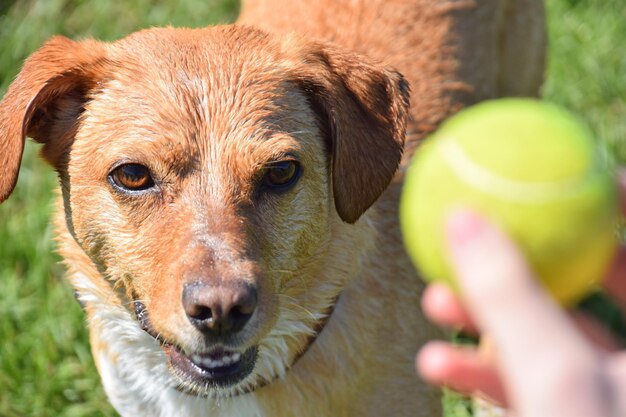 Photo image coupée d'une main tenant le ballon par un chien sur le terrain